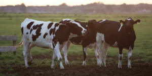 私域运营正当时！快来get伊利同款运营工具：微丰