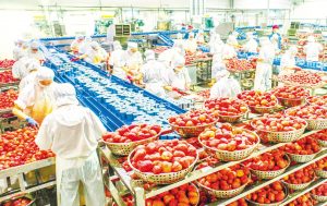 云呼叫中心系统成为食品加工企业售后服务体系的关键支撑